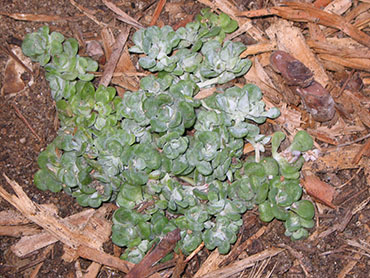 Sedum spathulifolium or 'Cape Blanco' Sedum